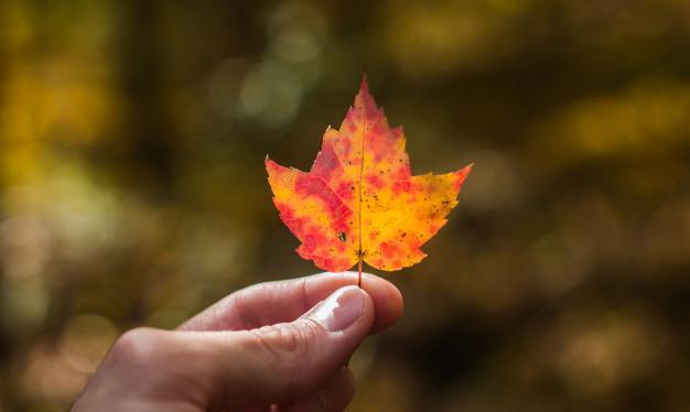 Qu’est-ce que la gestion durable des forêts - Aire